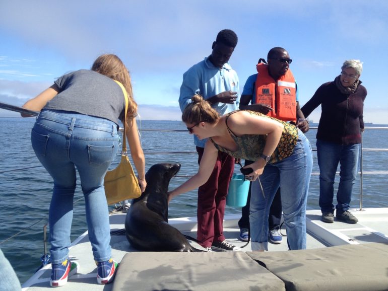 Adventures in Namibia: Sea lion on board of a tourist boat in Walvis Bay