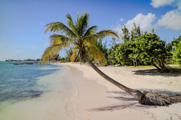 Britische Jungferninseln: Palme am Strand in Anegada