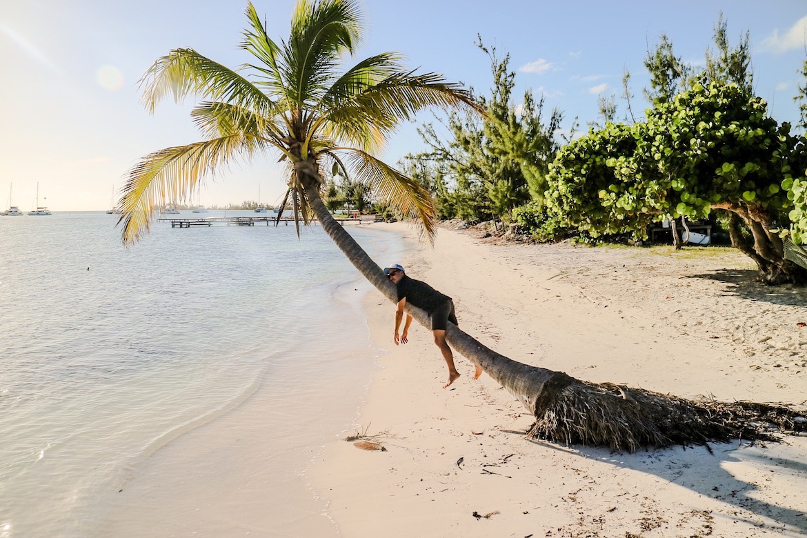 Britische Jungferninseln: Marco Buch auf einer Palme in Anegada
