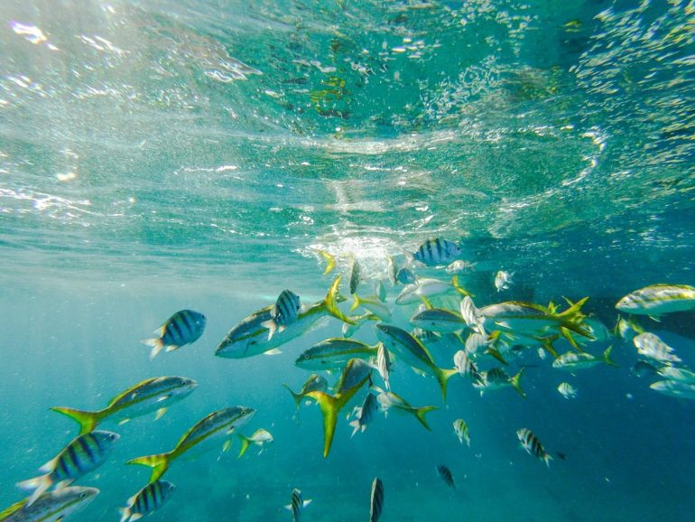 Unterwasseraufnahme von bunten Fischen vor Cooper Island