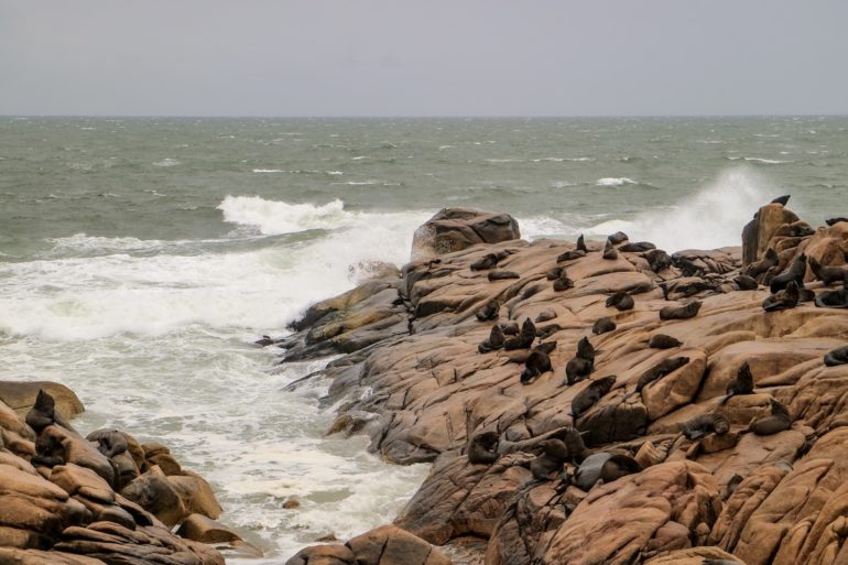 Uruguay Sehenswürdigkeiten: Seelöwen auf Felsen in Cabo Polonio