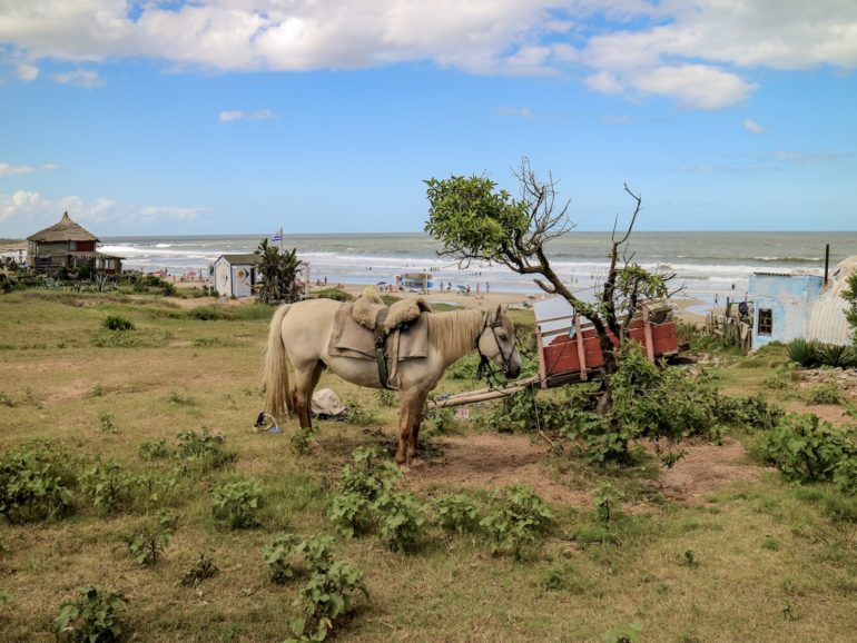Uruguay Sehenswürdigkeiten: Pferd vor dem Meer in Punta del Diablo