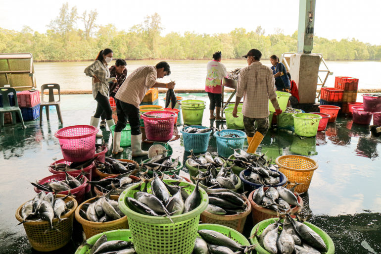 Menschen sortieren Fische am Hafen in Pak Nam