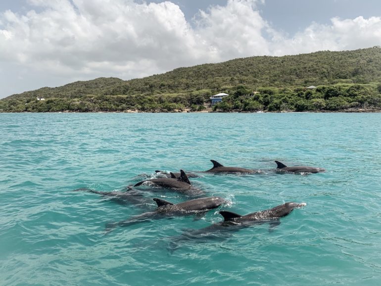 Delfine vor der Küste Jamaikas