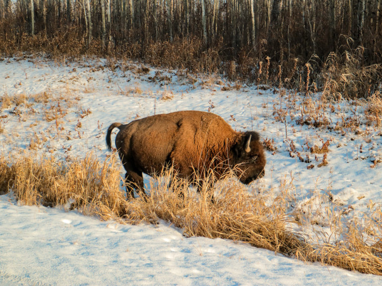 Alberta Highlights: Bison im Elk Island National Park