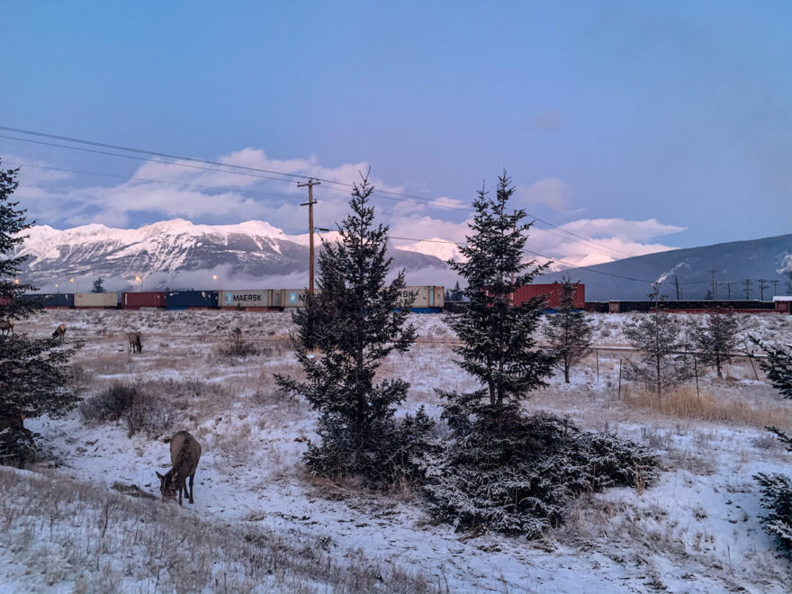 Alberta Highlights: Elche vor Zug und Bergkulisse.