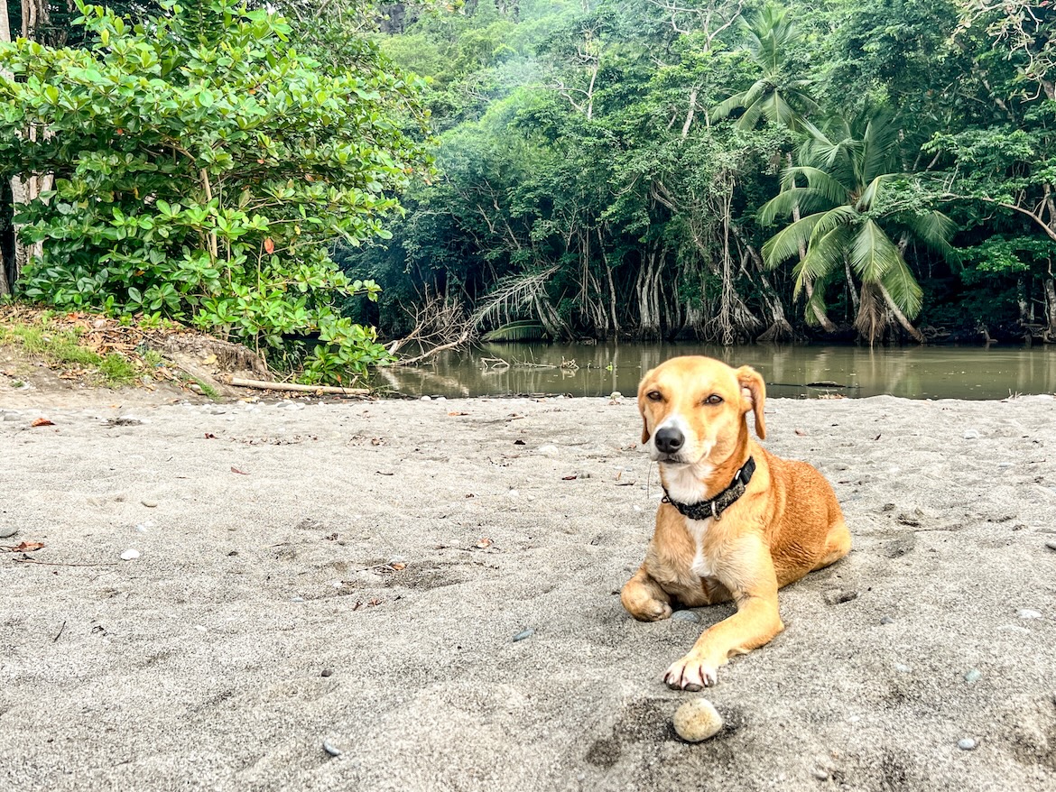 Hund Strand Wasser Palmen Saint Lucia Karibik