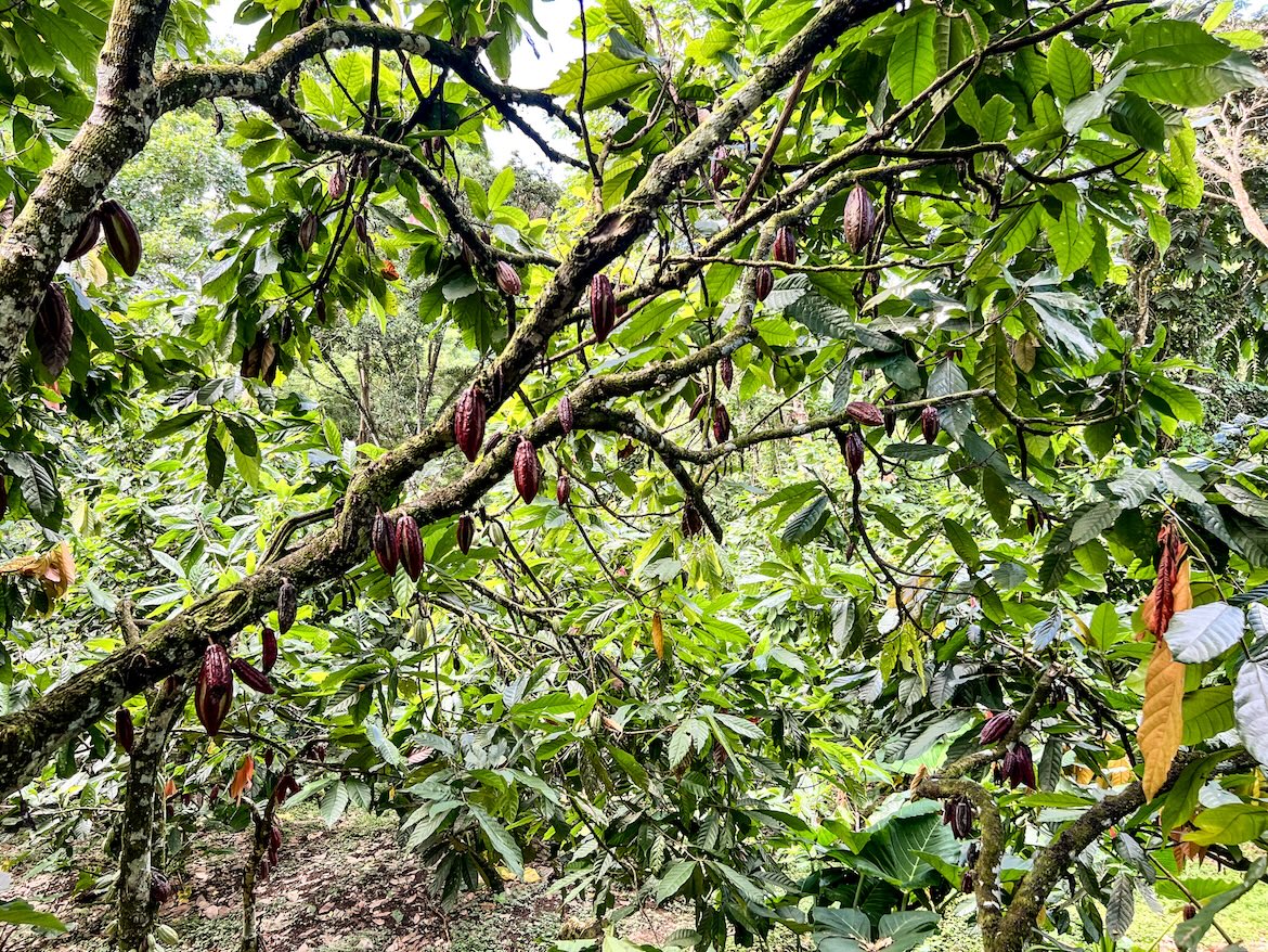 Kakaobohnen Saint Lucia Karibik